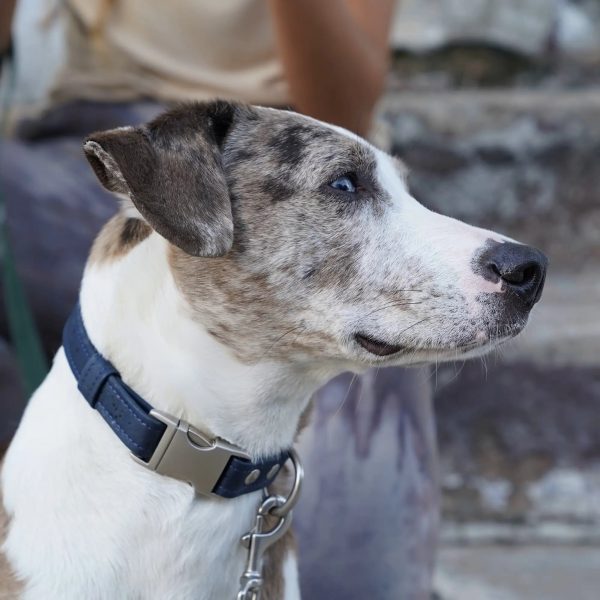 Cork Dog Collar (Cats too!)