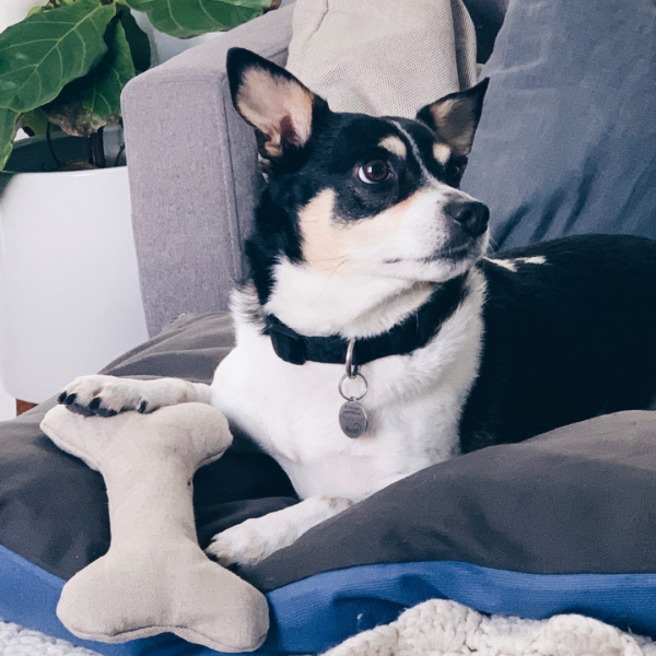 Plush Hemp Dog Bone Toy for Gentle Chewers | Soft & Squeaker Free