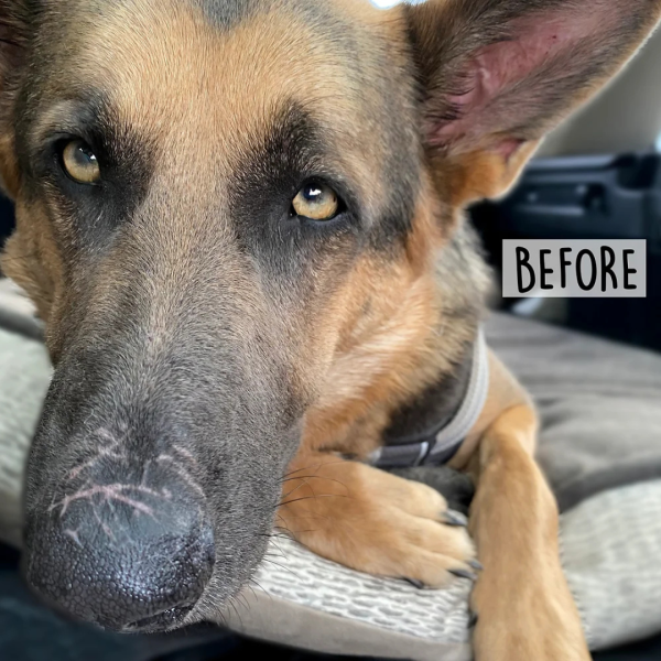 Paw, Elbow and Nose Balm For Dogs