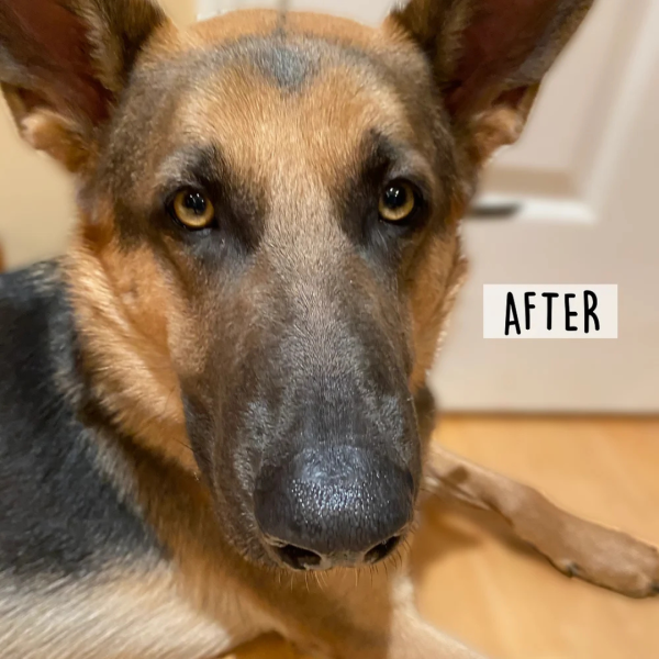 Paw, Elbow and Nose Balm For Dogs