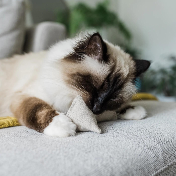 Catnip Pyramid Toy in Cotton and Hemp with Buckwheat for Crinkles