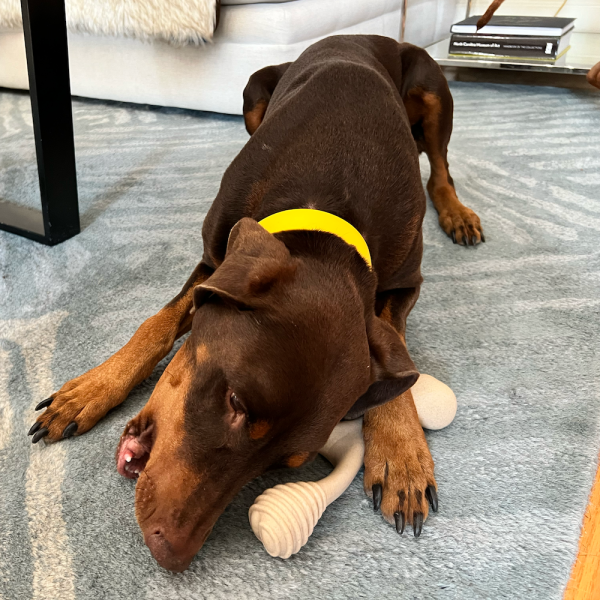 BetterBone HARD - Best Dog Bones For Aggressive Chewers