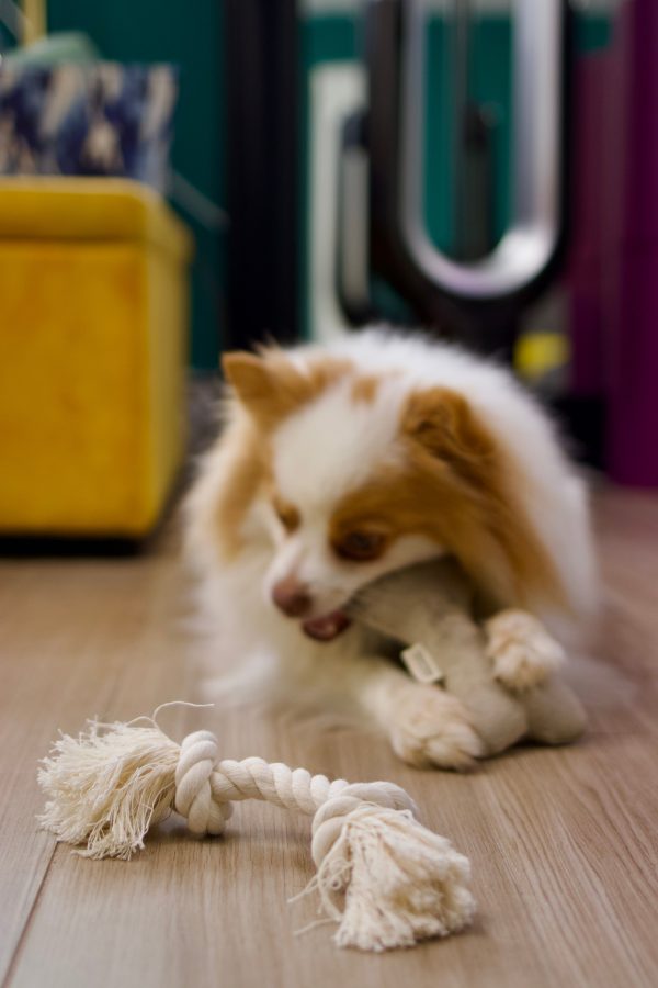 Natural Dog Toy Bundle in Cotton and Hemp (+ Free Poop Bag)