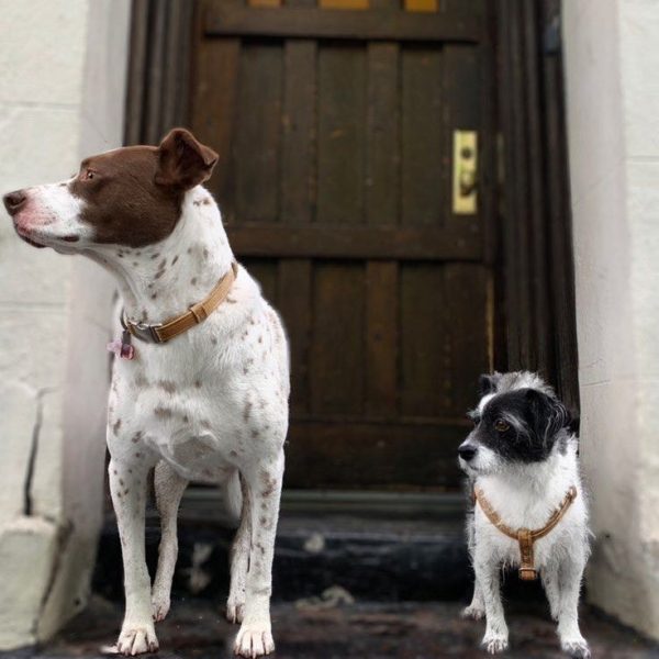 Cork Dog Collar (Cats too!)
