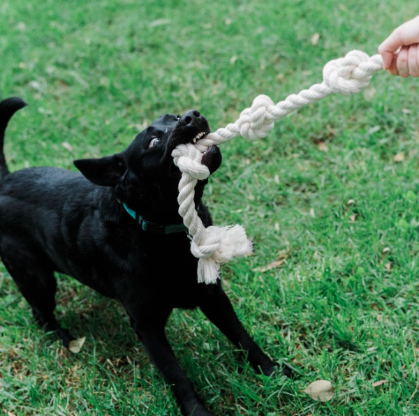 Natural Dog Toy Bundle in Cotton and Hemp (+ Free Poop Bag)